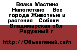 Вязка Мастино Наполетано  - Все города Животные и растения » Собаки   . Владимирская обл.,Радужный г.